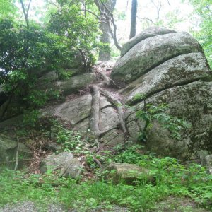 Tree root growing into rock!