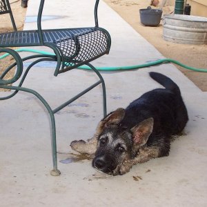 Mud wrestling champ at 3 months