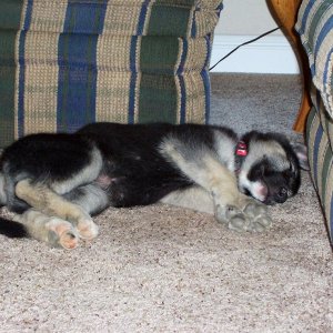 Koda (german shepherd/malamute/timber wolf mut) at 2 months old.