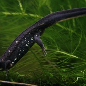 C. e. p. catching a Neocaridina