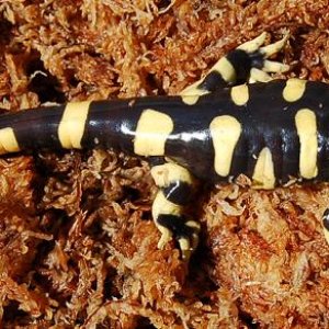 Ambystoma mavortium