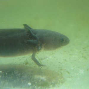 Melanoid axolotl, my favorite type.