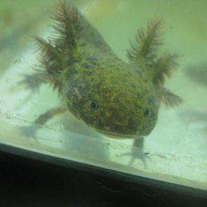 Wildtype axolotl, my second favorite type.