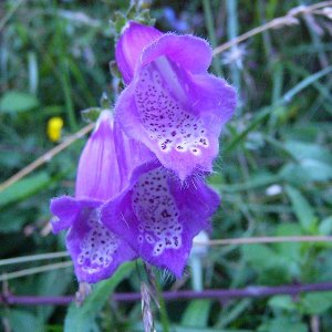 Digitalis purpurea