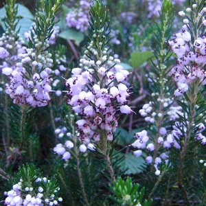 Erica vagans