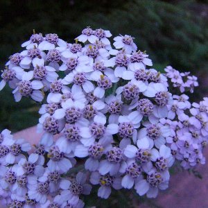 Achillea millefolium (yarrow)