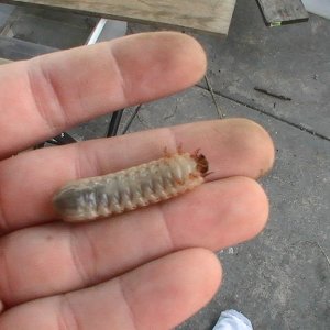 june bug grub