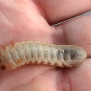 june bug grub