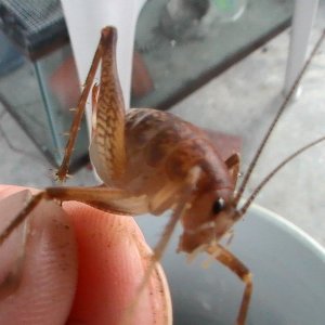 unknow sp. of camel cricket