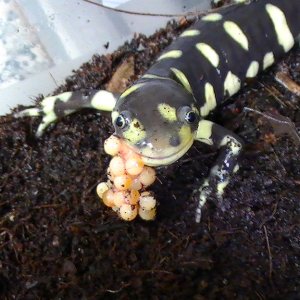 tiger sal eating fish eggs