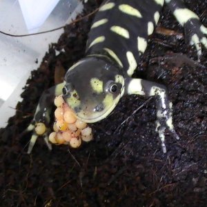 tiger sal eating fish eggs