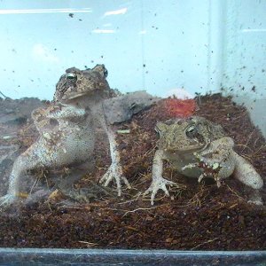 American toads