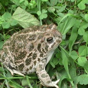 My Favorite male Great Plains toad out for some exercise.  Yes I take them out for a good hop around the yard. They need exercise too