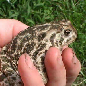 My male great Plains Toad (Bufo cognatus)