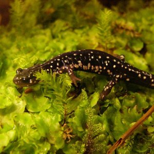 Plethodon glutinosus