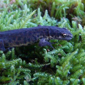 Lissotriton vulgaris vulgaris, male.