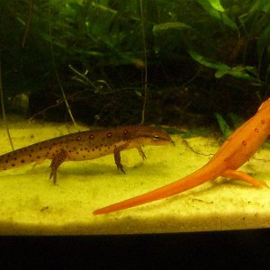 Notophthalmus viridescens viridescens, male and female.