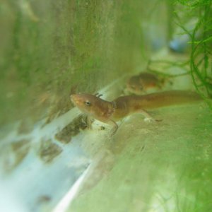 Spring salamander larva.