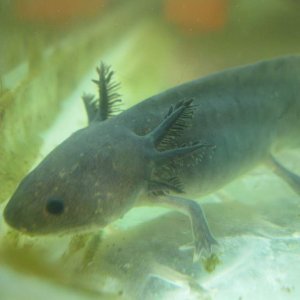 Melanoid axolotl.