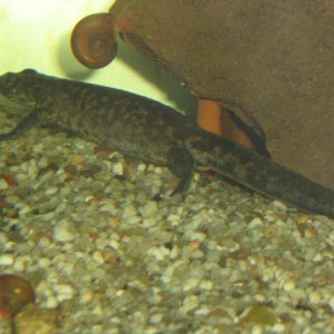 Triturus arntzeni female first day in water after terrestrial period, 15 sept 09