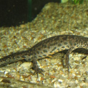 Triturus Arntzeni male first day in water after terrestrial period, 15 sept 09