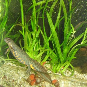 Triturus karelinii kaukasus female