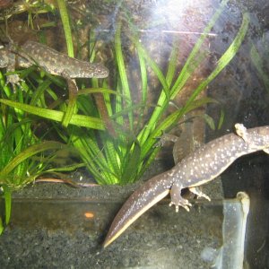 Triturus karelinii kaukasus