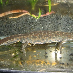 Triturus karelinii kaukasus