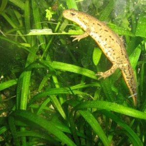 Lissotriton boscai female