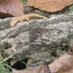 Ommatotriton ophryticus, a leucistic juvenile and a wildtype juvenile