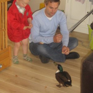 Why go outside in the rain to feed the ducks when you can get them inside....