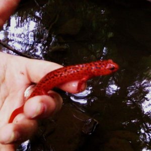 Beautiful Red? sal I found one day!