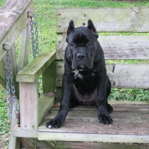 My (BIG) puppy, Petra. (Cane Corso)