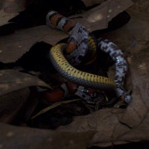 Milk snake eats ringedneck snake