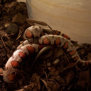 Milk snake eats rough earth snake