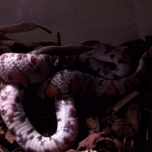 Milk snake eats rough earth snake