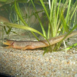 T.torosa larva enjoying his last days with gills.