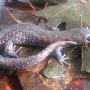 Ambystoma jeffersonianum