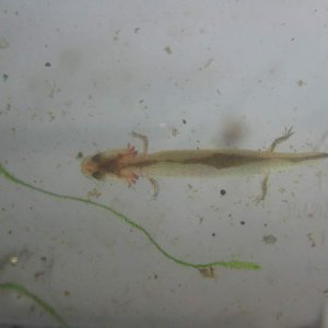 Unusually colored Northern Spring Salamander larva.