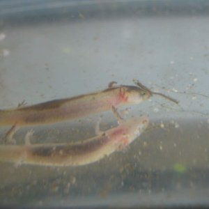 Unusually colored Northern Spring salamander larva.