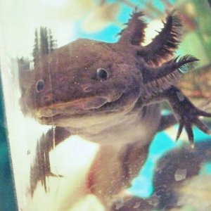 "boo" -   I'm the scary axolotl fairy

This is Zoomie, the dark lord. He's a wild type but darker than the "pickle brothers"