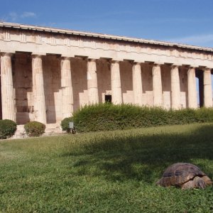 The Tortoise and the Temple:  This is a Testudo marginata, grazing on the sweet clover of ancient civilizations.