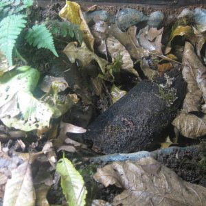 Two female Marbleds hang out under this peice of bark in their dried up water dish. I am hoping this will stimulate them to lay eggs there.