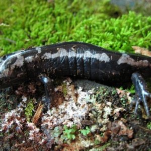 Marbled Salamander