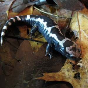 Marbled Salamander