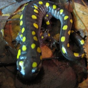 Spotted Salamander