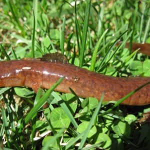 Northern Spring Salamander