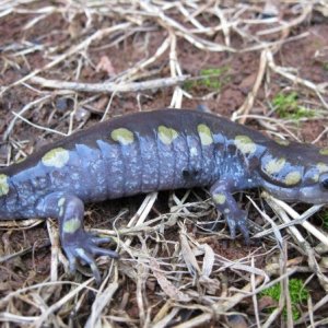 Ambystoma Maculatum