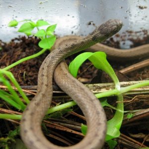 Northern Brown Snake