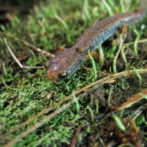 Four -toed Salamander